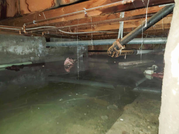 Best Mold removal after water damage  in Longview, WA